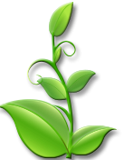 organic seo